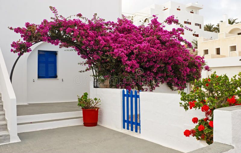 Keindahan Bunga Bougainvillea di Santorini